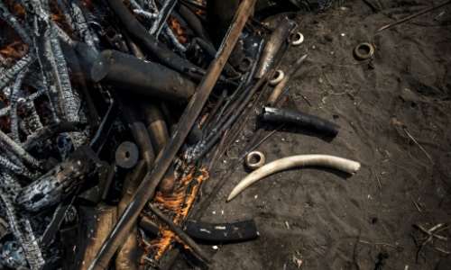 Poaching crackdown: Tusks and pangolin scales are burned at a ceremony in DR Congo's capital Kinshasa in September 2018. By John WESSELS AFPFile