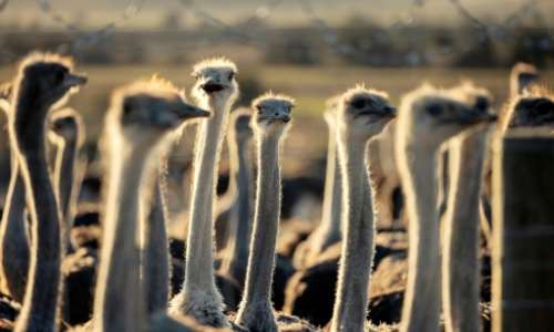 South Africa accounts for about 75 percent of the global ostrich market.  By GIANLUIGI GUERCIA (AFP/File)