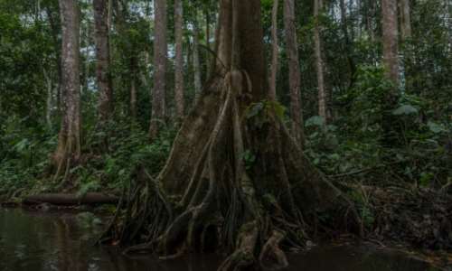 The freshwater swamp forest of Hlanzoun is one of the last of its kind in Benin and is at risk of disappearing. By Yanick Folly (AFP)