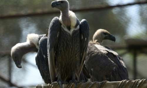 Threats from poisoning and trade for traditional medicines account for 90 percent of reported vulture killings in Africa. By ARIF ALI (AFP/File)