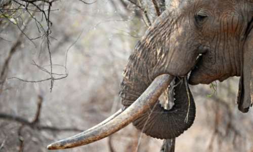 Trophy hunters have been issued licences to kill nearly 300 elephants. By ROBERTO SCHMIDT (AFP)
