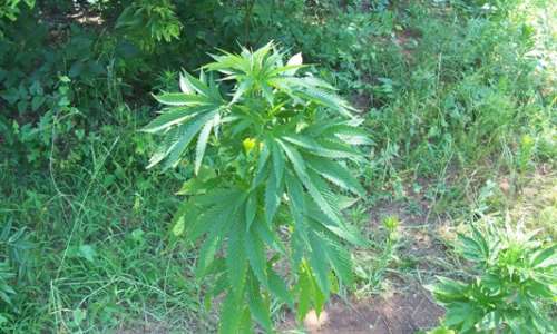 Cannabis sector highest growing industry in Canada with 50 GDP growth in 2020