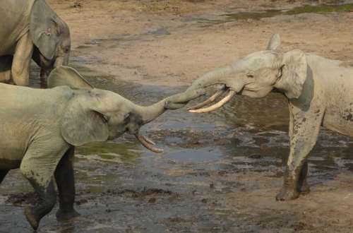 Lions roar when the weather's right, new study in Zimbabwe shows