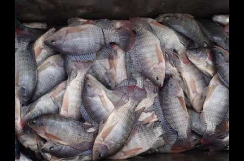 lake volta fish