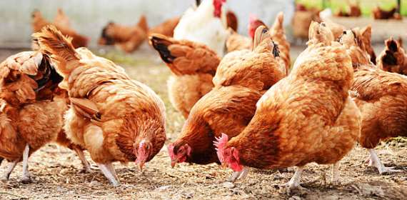 Bolga: Avian Flu Influenza confirmed in Zaare