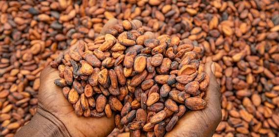 Global Cocoa Marketing Companies refuse to pay realistic cocoa prices - Cote d'Ivoire Ghana Cocoa Initiative
