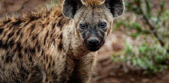 A Fresh Look at Nature's Misunderstood Carnivores  — Hyenas