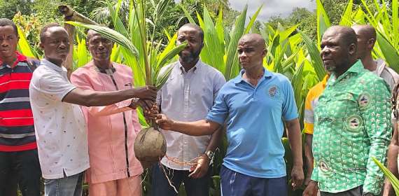 Akrofuom Assembly to boost coconut production ahead of planned processing factory