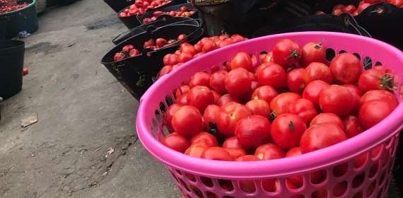 A/R: Kumasi tomato traders push for revival of local tomato industry