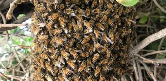 One dead, fire officer hospitalised after bee attack at Quarry Site inSokod