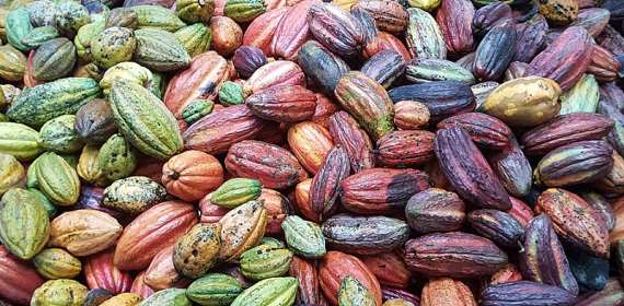 Cocoa Growth Slows Sharply in Q1 2026 After Last Year’s Big Rebound