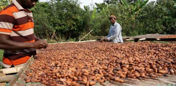 COCOBOD Releases GH¢2.6bn to LBCs to Clear Outstanding Payments to Cocoa Farmers