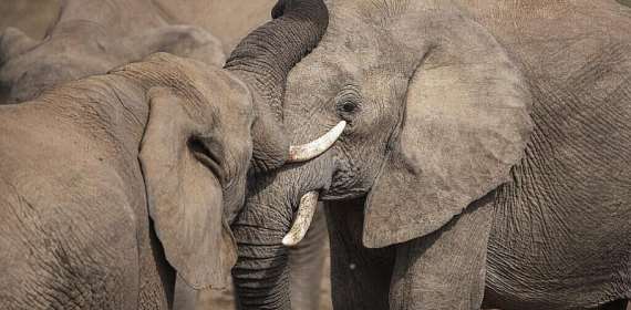 Elephant boom in southern Africa sparks conservation wins - and human-wildlife tensions