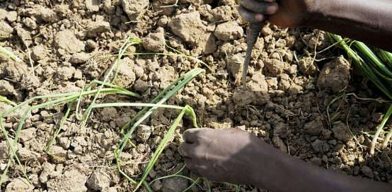 Nigerias onion dispute with Ghana tests West African free tr