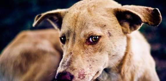 Rabies: Let's vaccinate dogs, keep them from straying — Veter