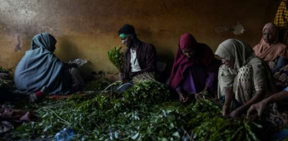 A gloomy season for Ethiopia's 'green gold' at the khat marke