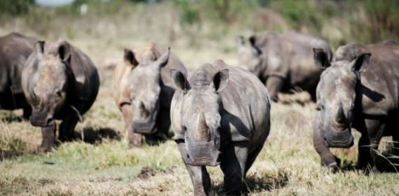 South Africa loses bid to block rhino horn exports