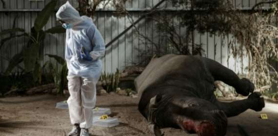 Inside South Africas wildlife CSI school helping to catch po