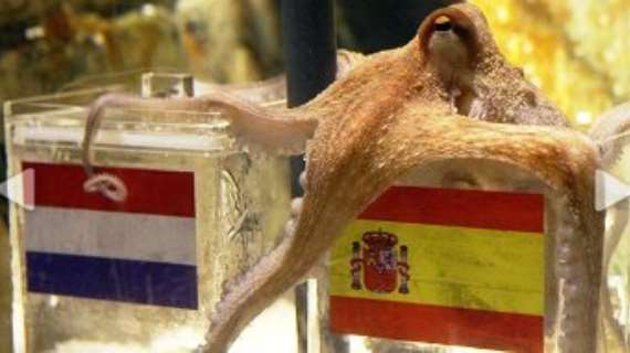World Cup Video: German octopus Paul predicts win for Spain