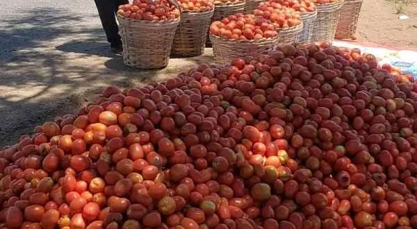 Famers at Anloga-Avume call for buyers, govt intervention as tomatoes rot in farms