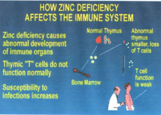 ZINC You May Be At Risk For Zinc Deficiency