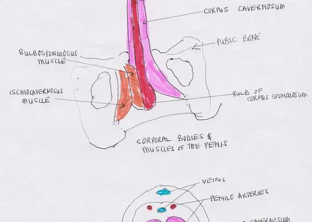 Erectile Dysfunction How Early Medical Intervention Helps ED