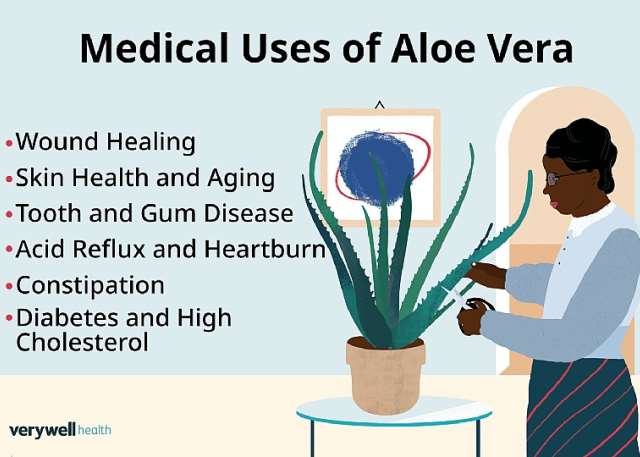Aloe vera: a natural constipation relief remedy, treats diabetes, improves  skin, and dental Health