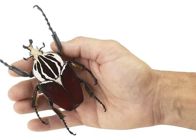 World's largest insect faces extinction: how to save two species