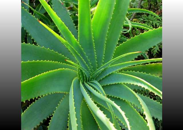 Aloe Vera The Natural Healer