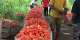 Tomato glut hits Asante Akyem Agogo, farmers appeal for buyers