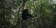 Inside the chimpanzee civil war that has locked a Ugandan forest in conflict