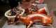 Dog meat can’t cure heartbreak – ICS debunks viral claim