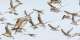World Migratory Bird Day: What birds can tell us about the health of our world