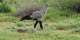 Birds of prey in South Africa are in trouble – a study analyses data from 16 years of road counts