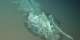 World’s largest, deepest, oldest whale graveyard discovered in Indian Ocean