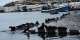 Sharks, seals, hunters, tourists – how wildlife-human interactions matter for conservation