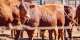 Foot and mouth disease in South Africa: how a tracking system would control outbreaks