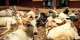 KponeKatamansoMCE condemns cattle invasion of school in viral video
