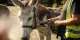 Animal medicine: Therapy donkeys help patients at French psychiatric hospital