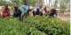 A Nation on the Brink: Peasant Farmers Warn of Impending Poor Harvests