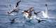 Marine flyways: A key to ocean conservation