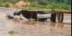 VIDEO: Watch the only community toilet carried away by floods