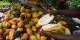 Ghanas Cocoa Future Requires a Radical Policy Shift: Eight Priorities for Building Climate-Resilient Producers