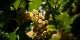 Vitiforestry: French winemakers plant trees in bid to counter climate change