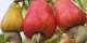 Tree Crops Development Authority dismisses GH¢25 cashew price claim