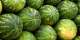 Bongo: 12 individuals hospitalized at St. Clement Hospital for consuming watermelon