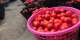 A/R: Kumasi tomato traders push for revival of local tomato industry