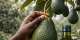Avocado: Ghana’s Next €2bn Export Win