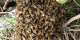 One dead, fire officer hospitalised after bee attack at Quarry Site inSokode Gbogame