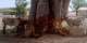 Grasslands Disappeared, Livestock Starved: Why Ruminants Are Feeding on Baobab Trees in Bongo District
